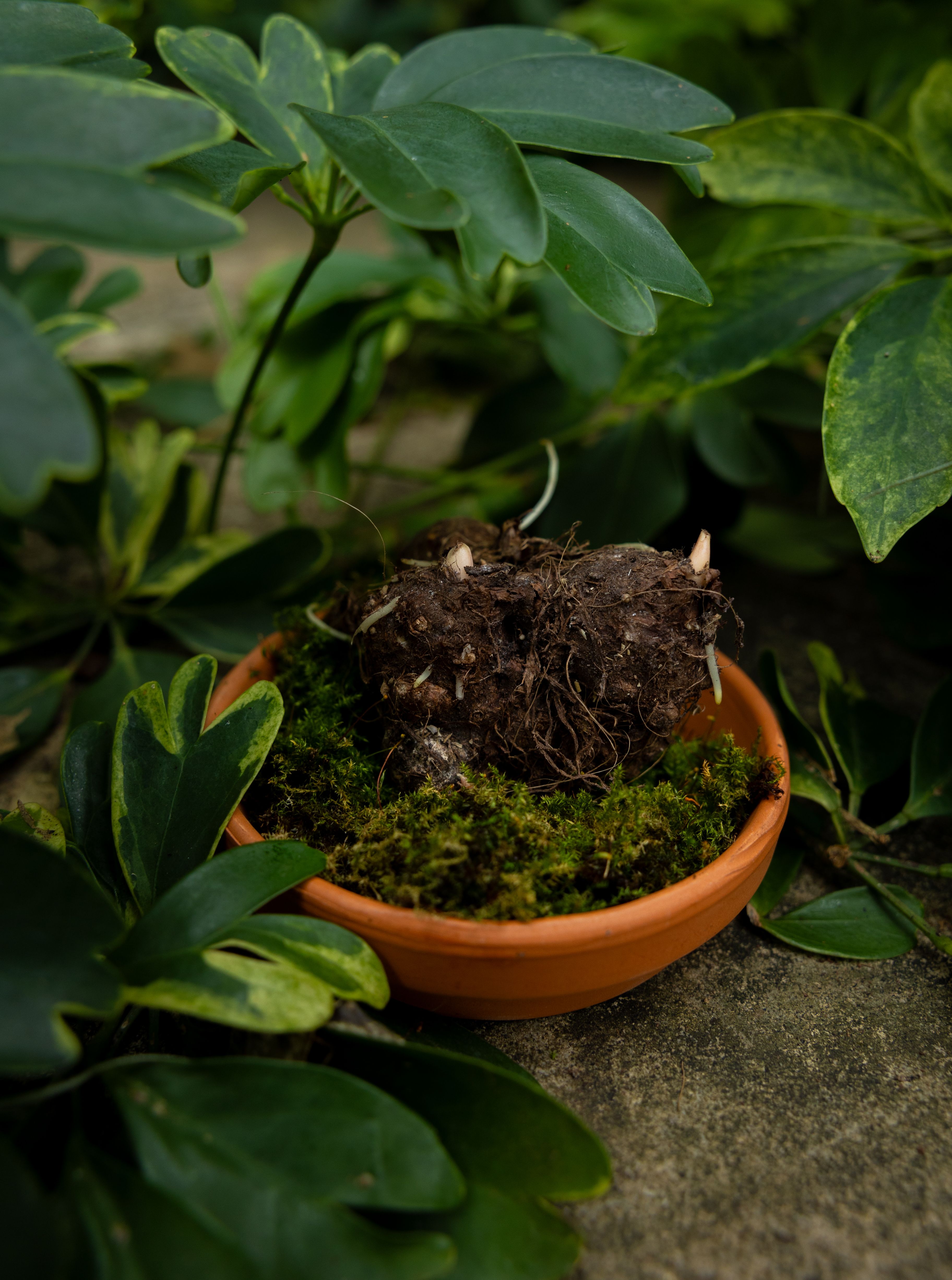LP caladium2