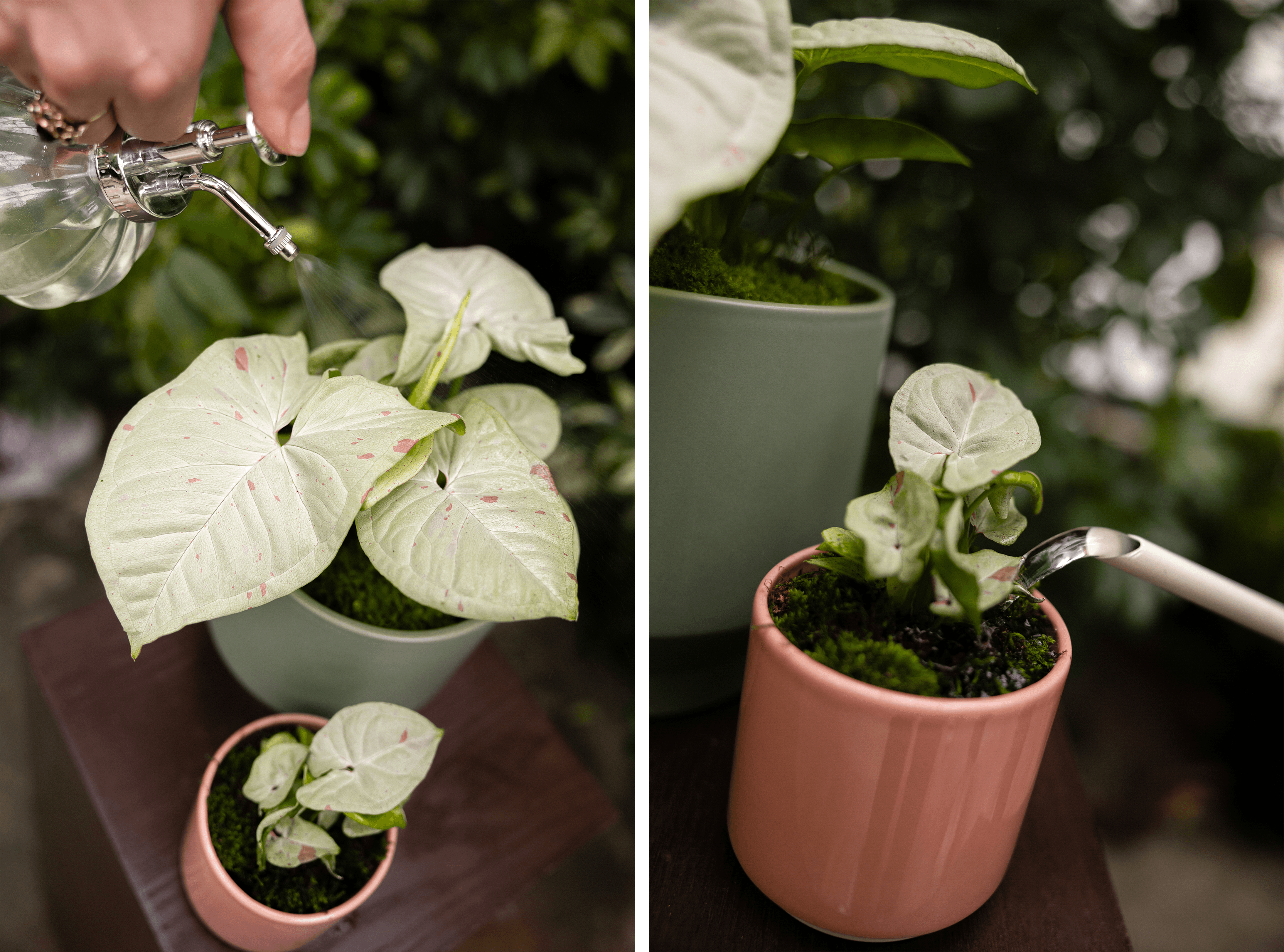 LP confetti Watering.png