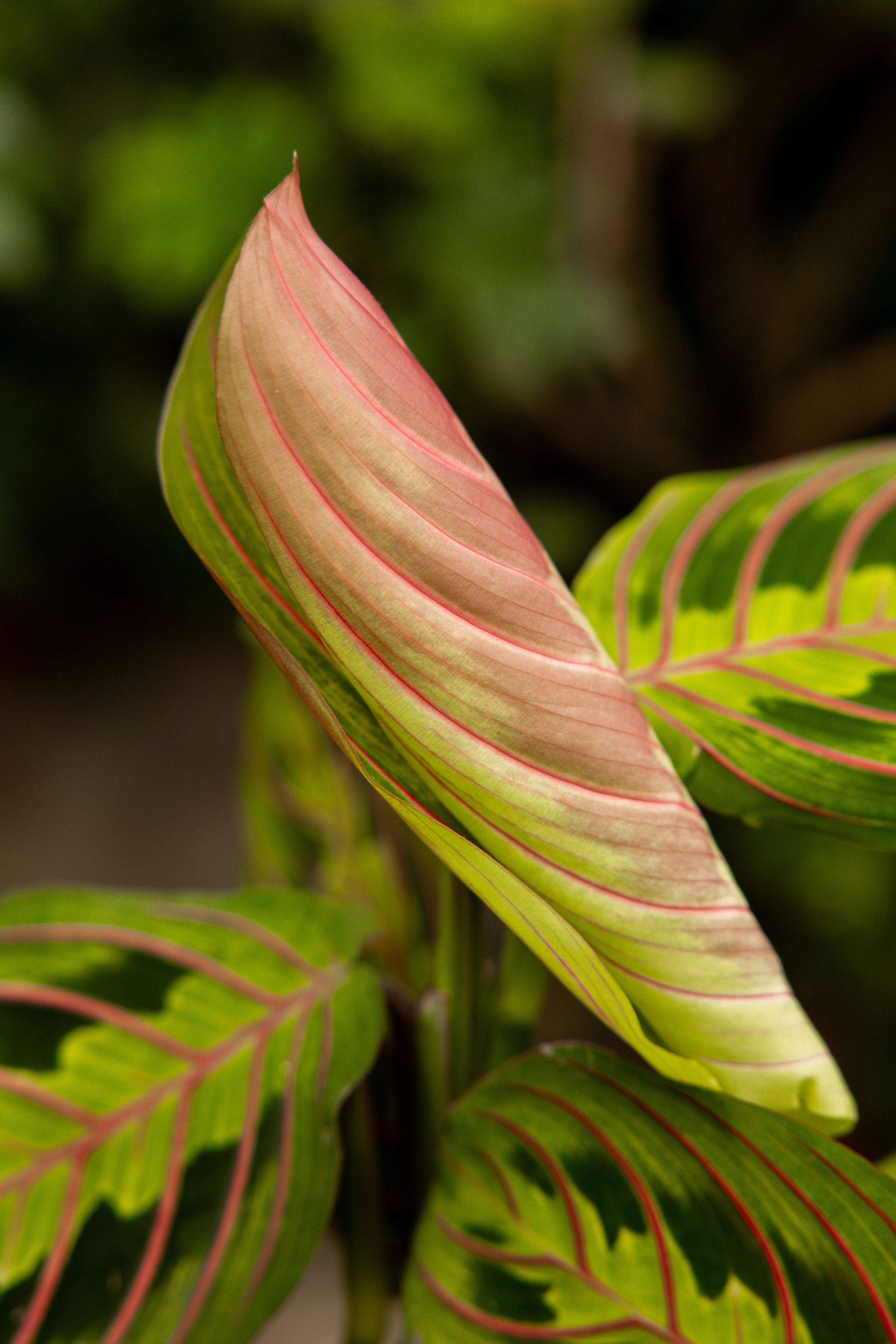 MarantaLeuconora_07