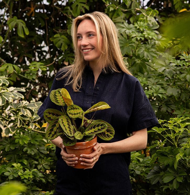 Maranta homepage
