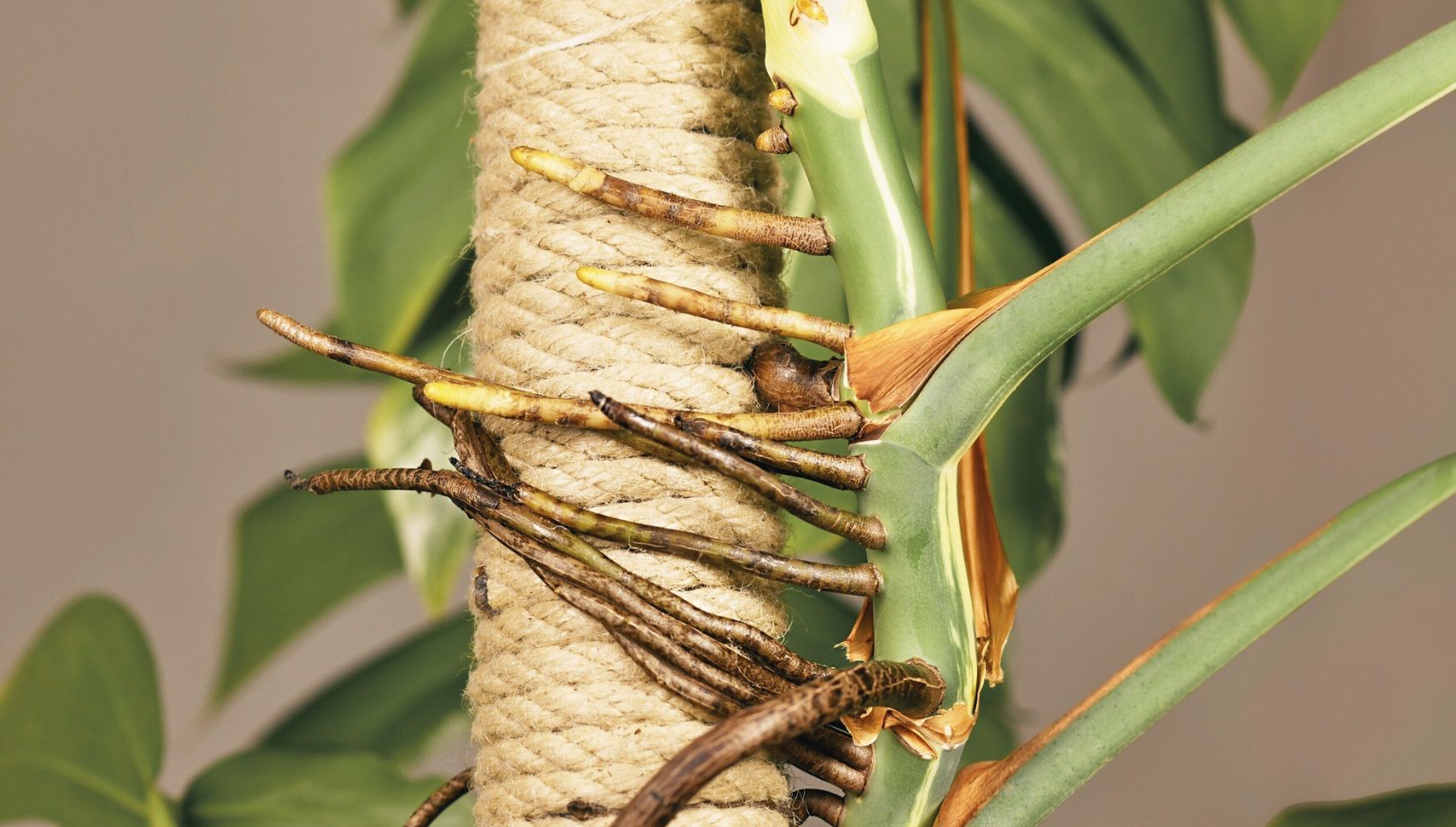 Monstera roots on moss pole