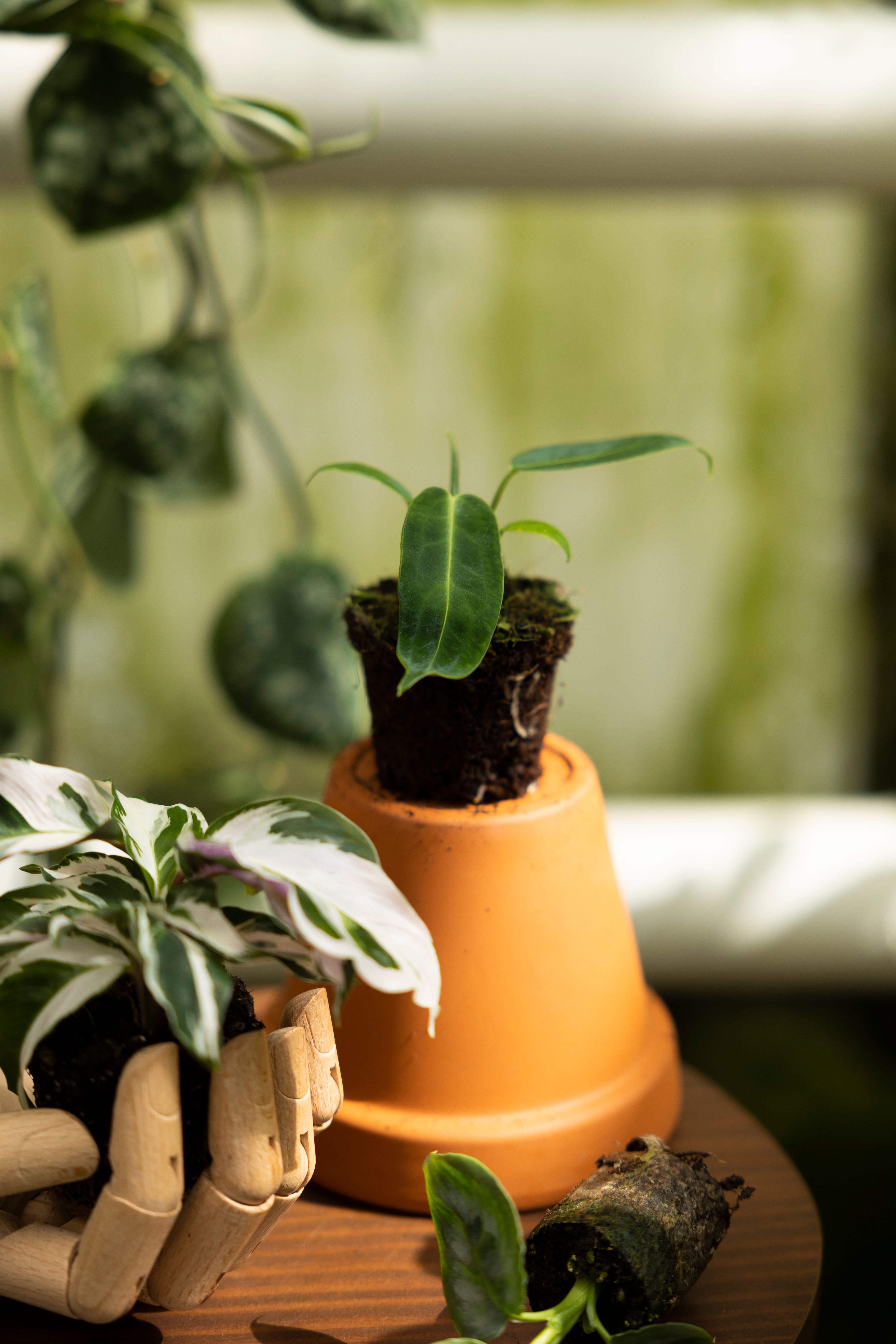 Nieuwe planten sfeer12 (1)