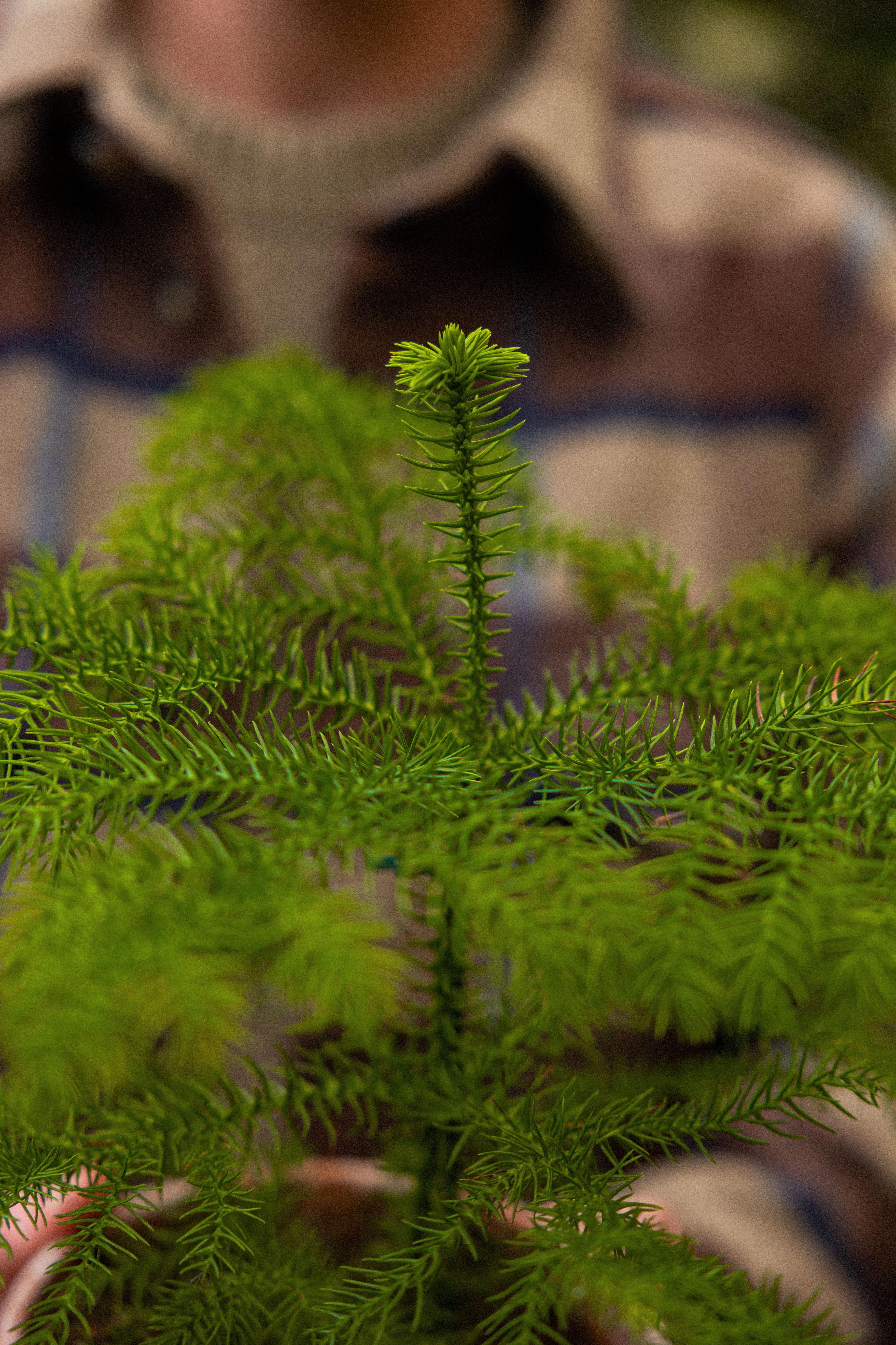 NorfolkPine_09