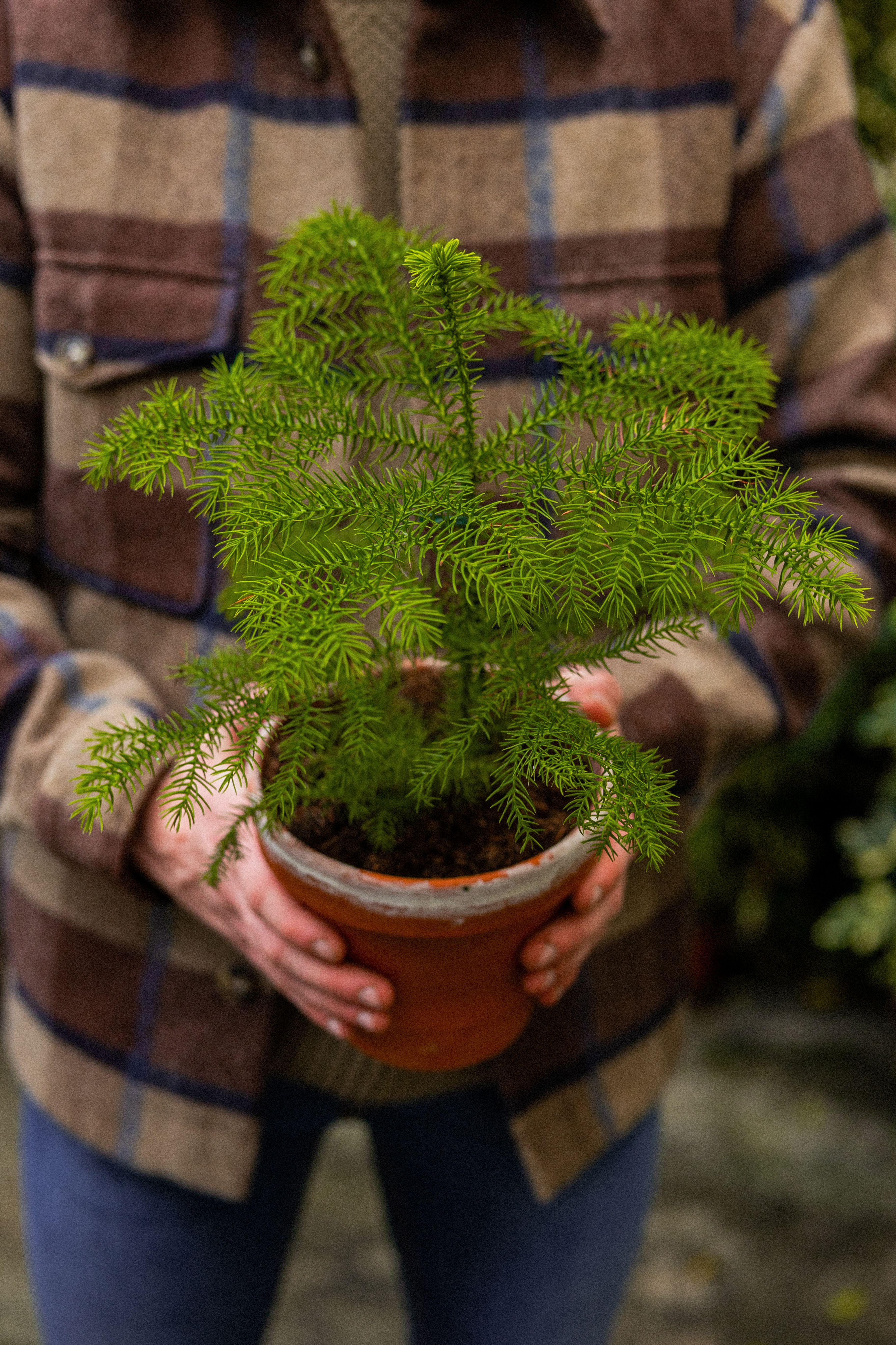 NorfolkPine_11 (1)