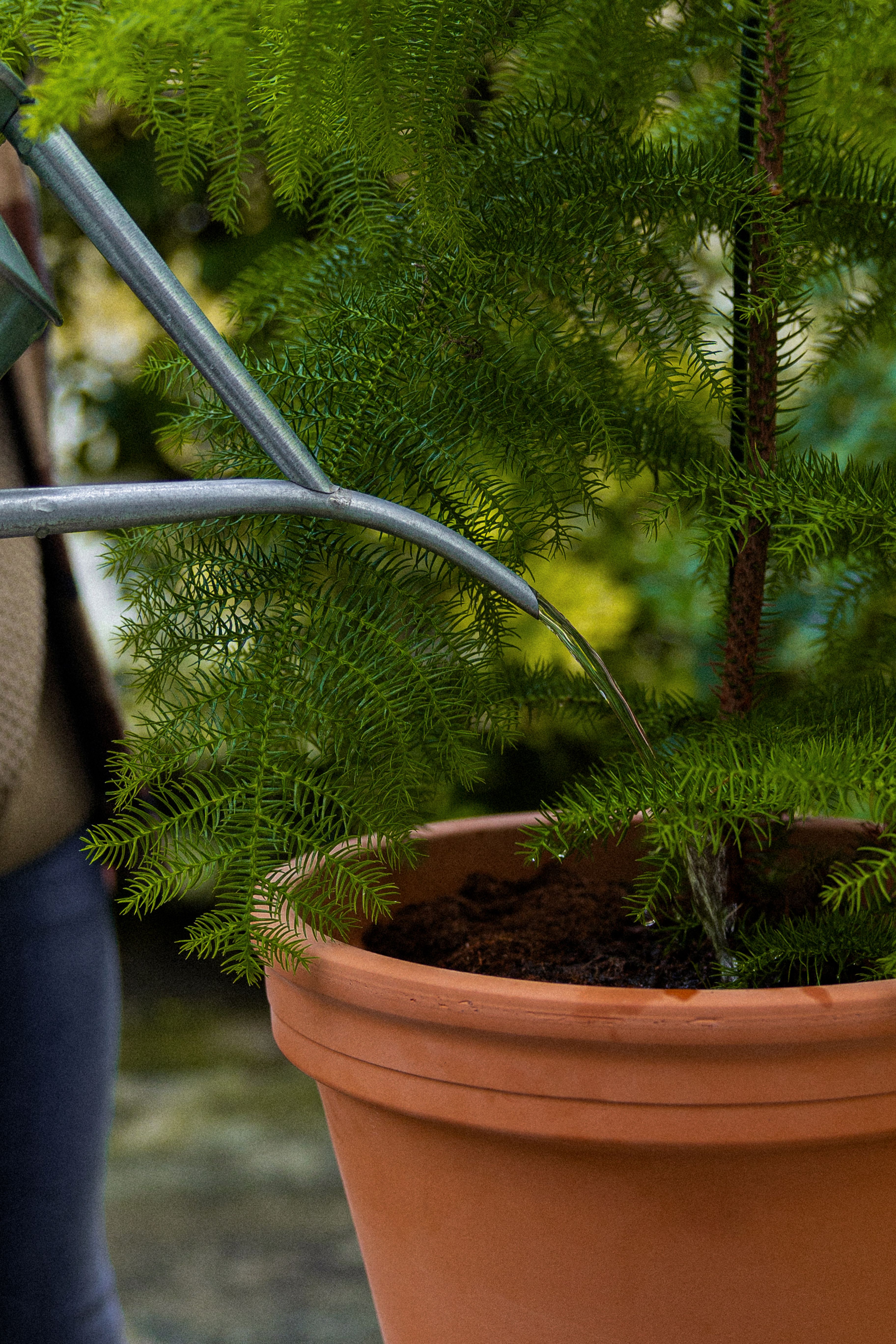 NorfolkPine_16