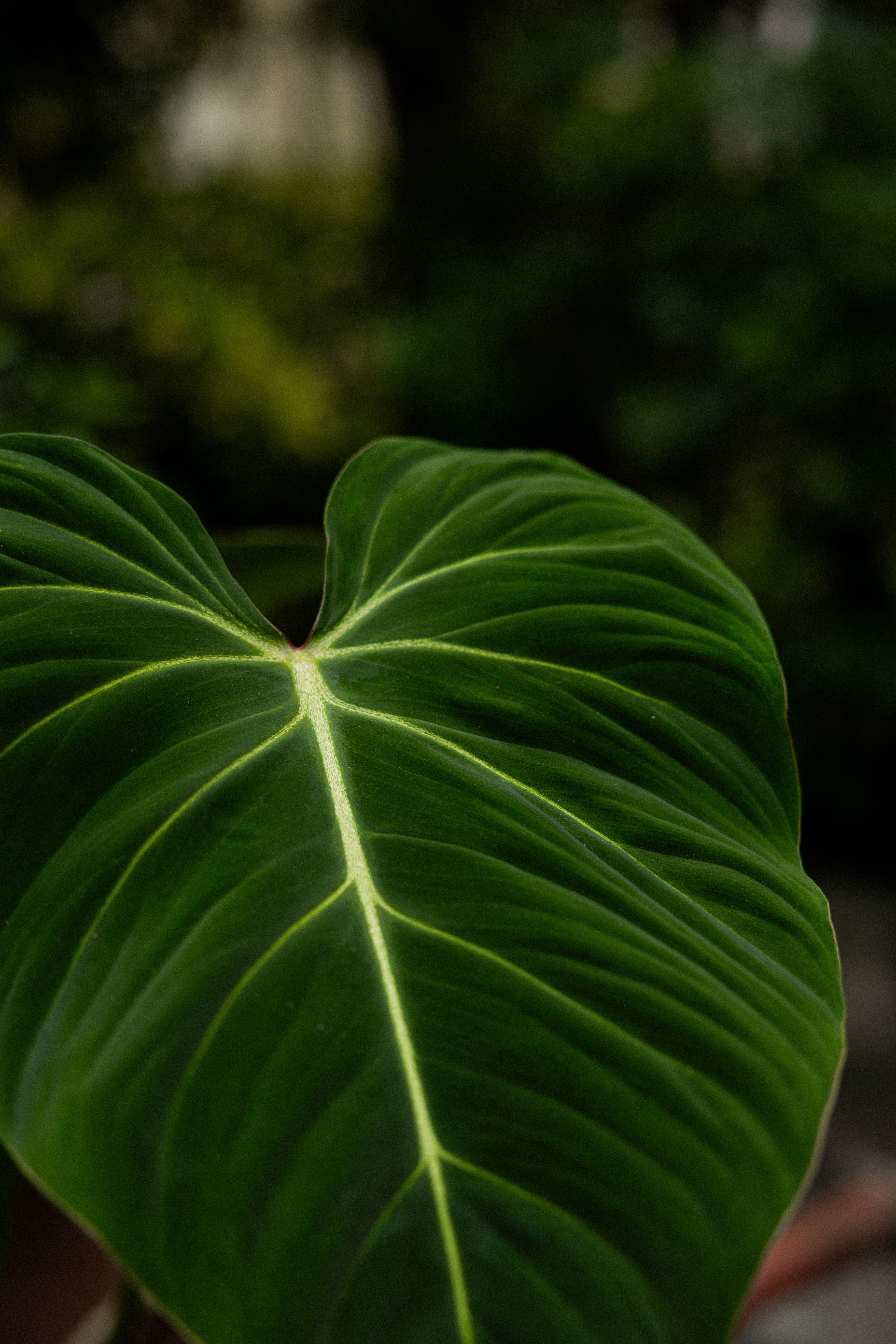 POTM Gloriosum-002