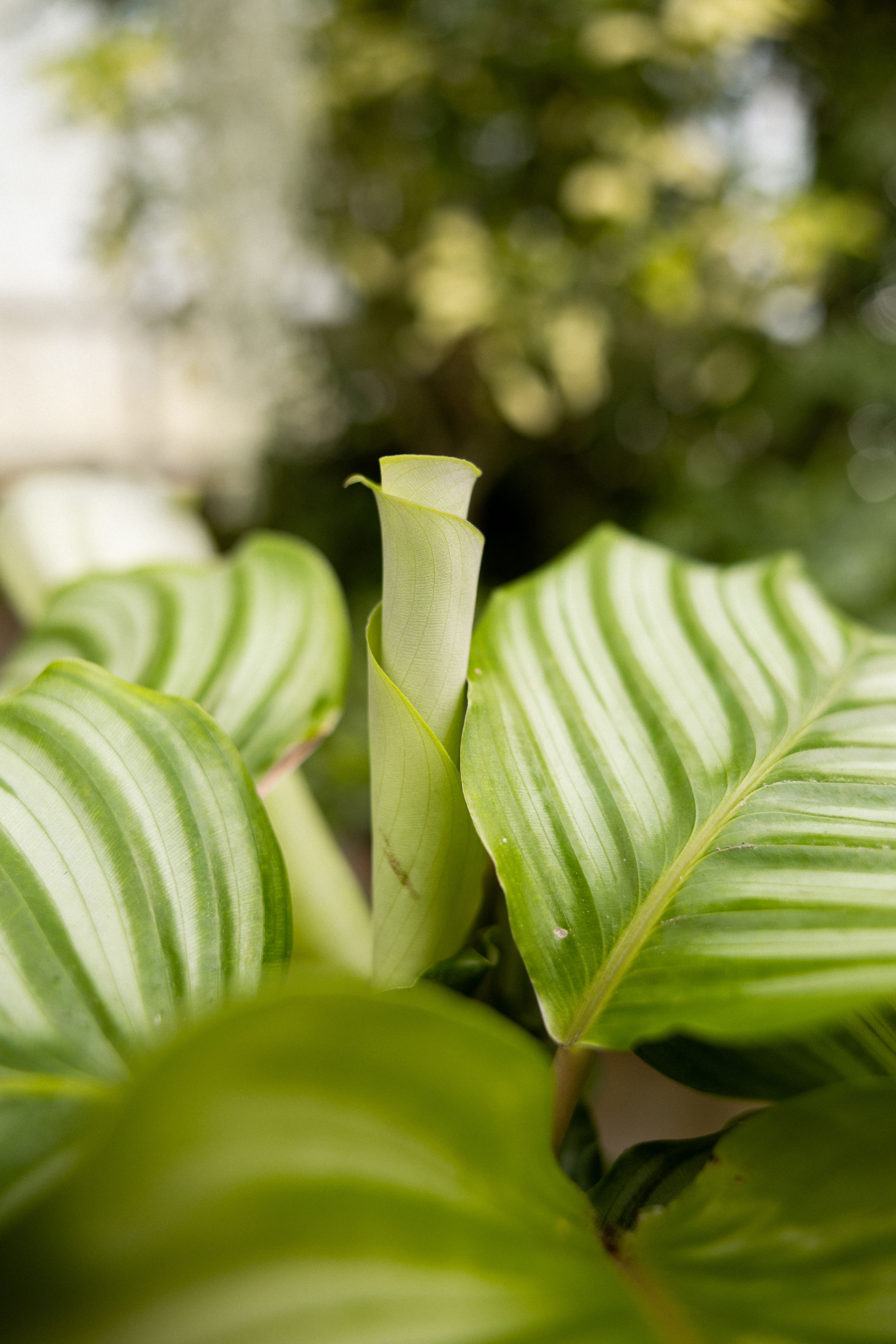 POTM Orbifolia - 745