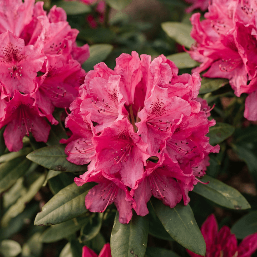 Rhododendron