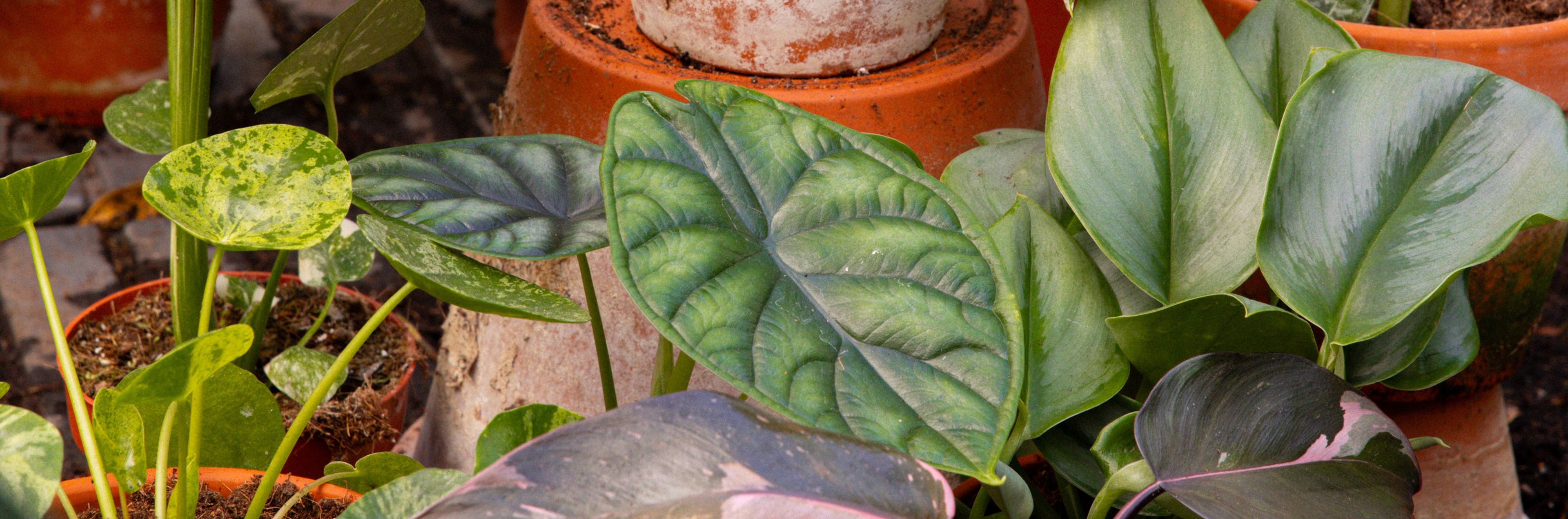 TripleTreatThursday-banner