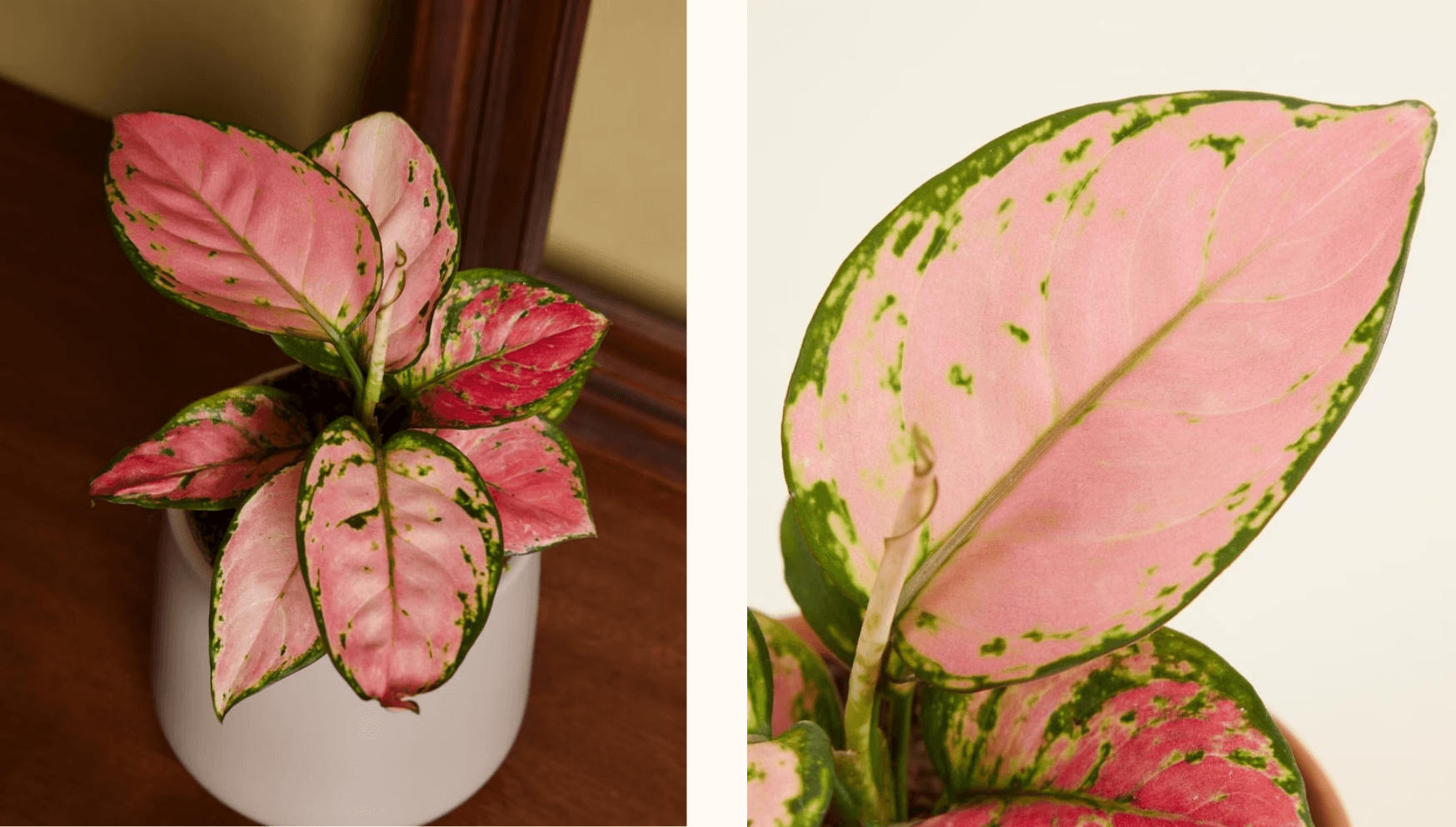 Valentine blog -Pink princess aglaonema