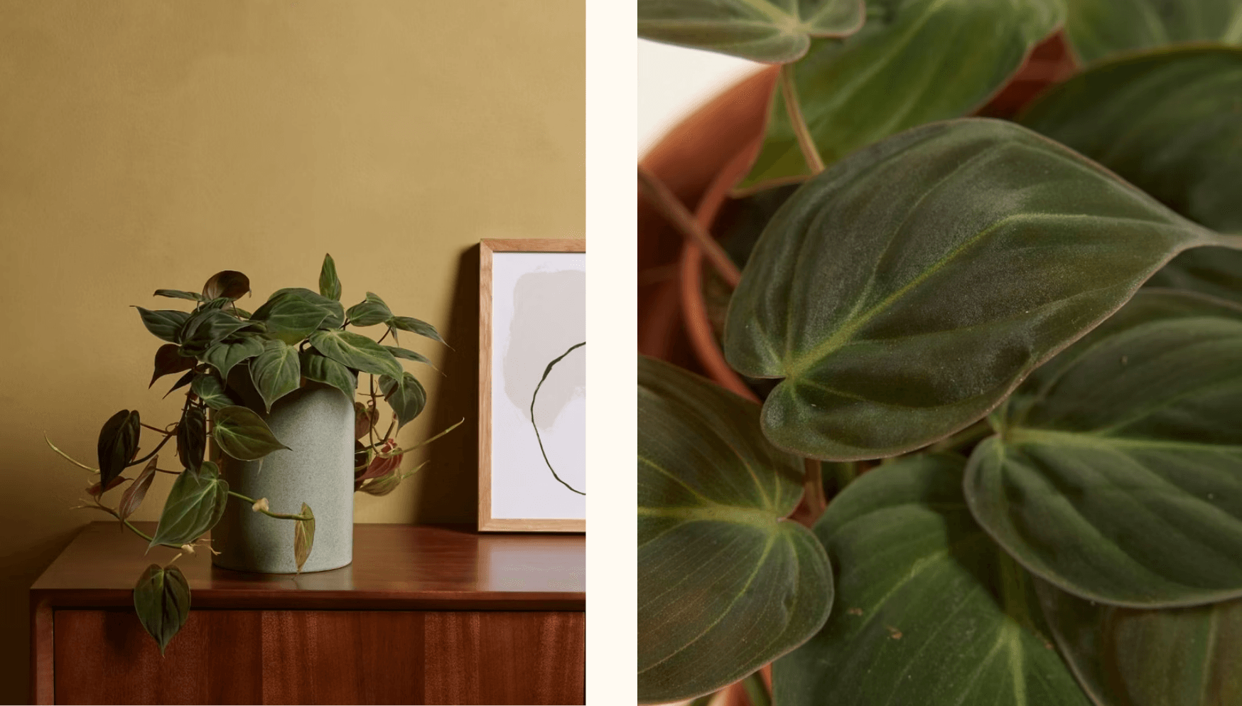 Valentine blog -Scandens