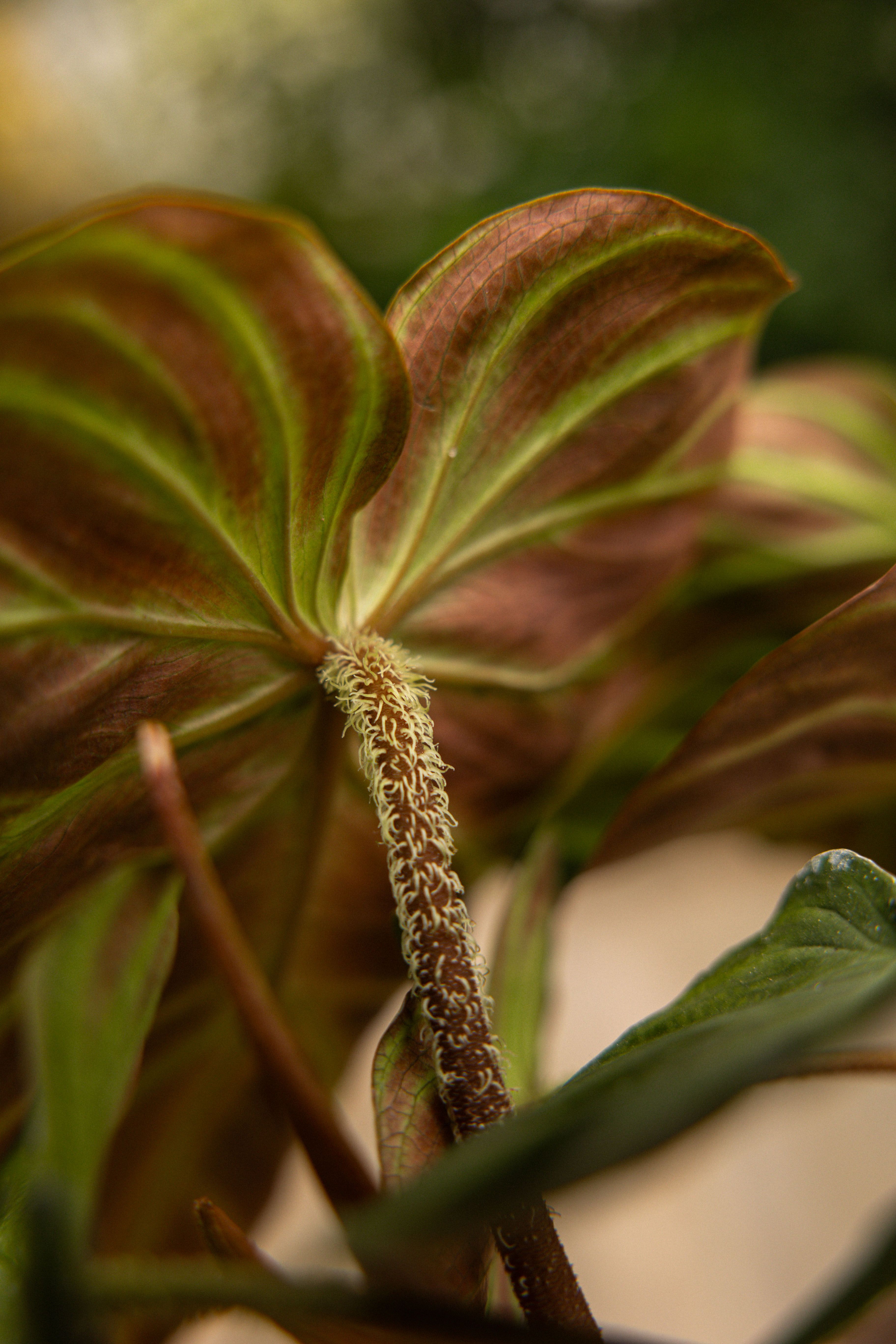 Verrucosum-34