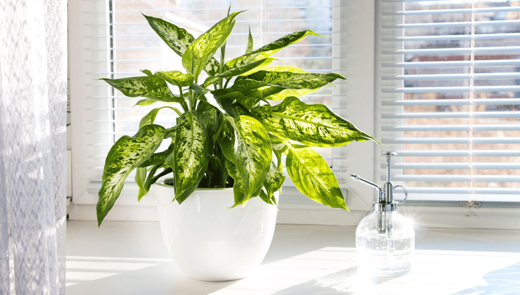 Dieffenbachia houseplant