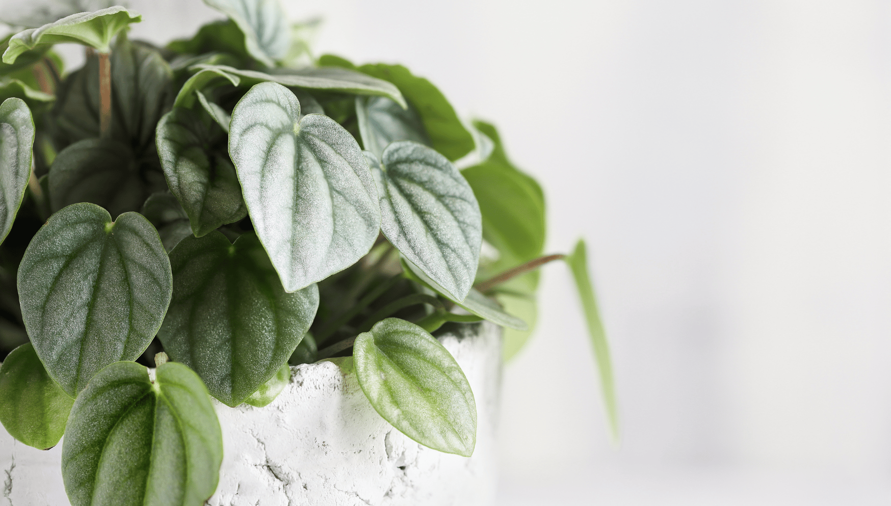 Peperomia