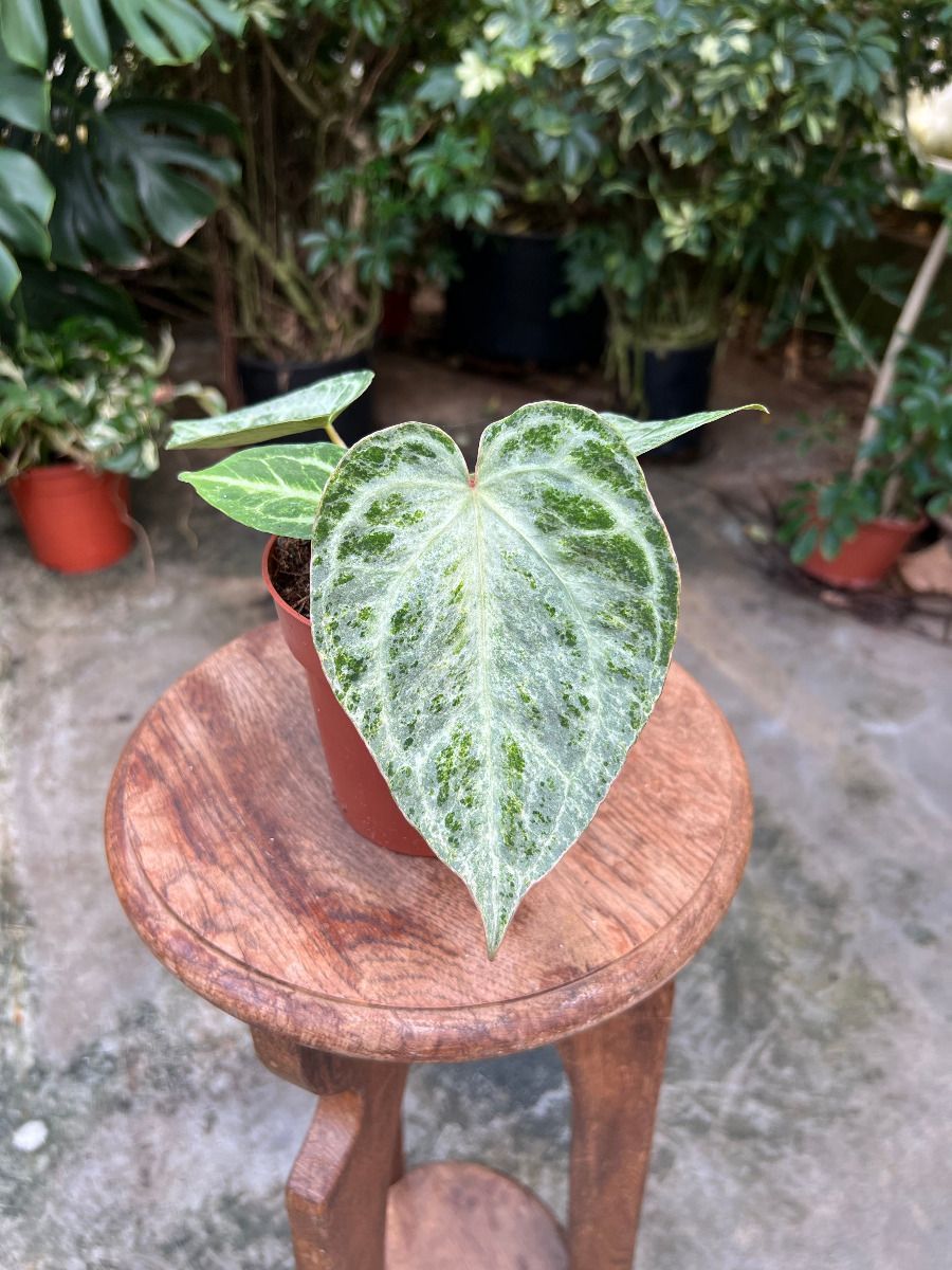 Anthurium #001 - Silver blush mint
