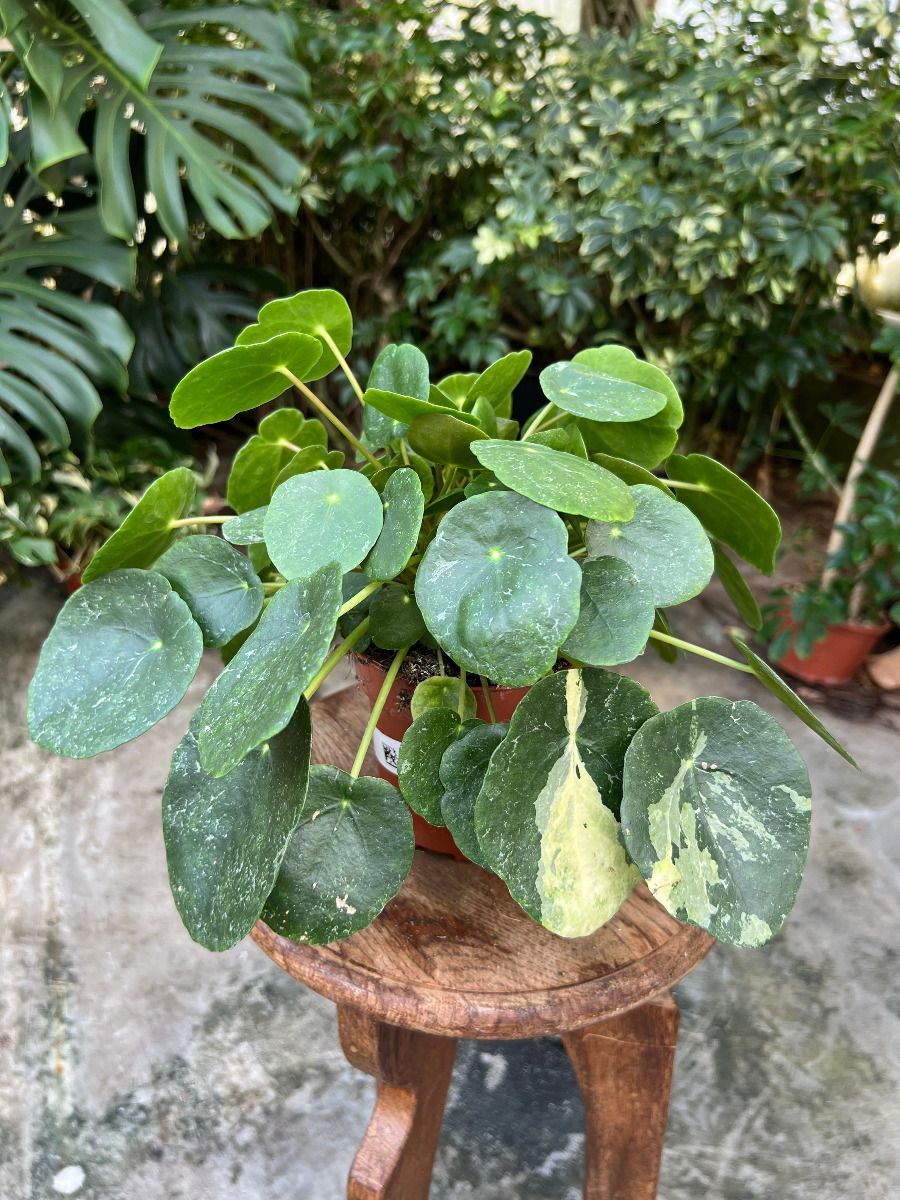 Pilea #004 - Sugar Variegata