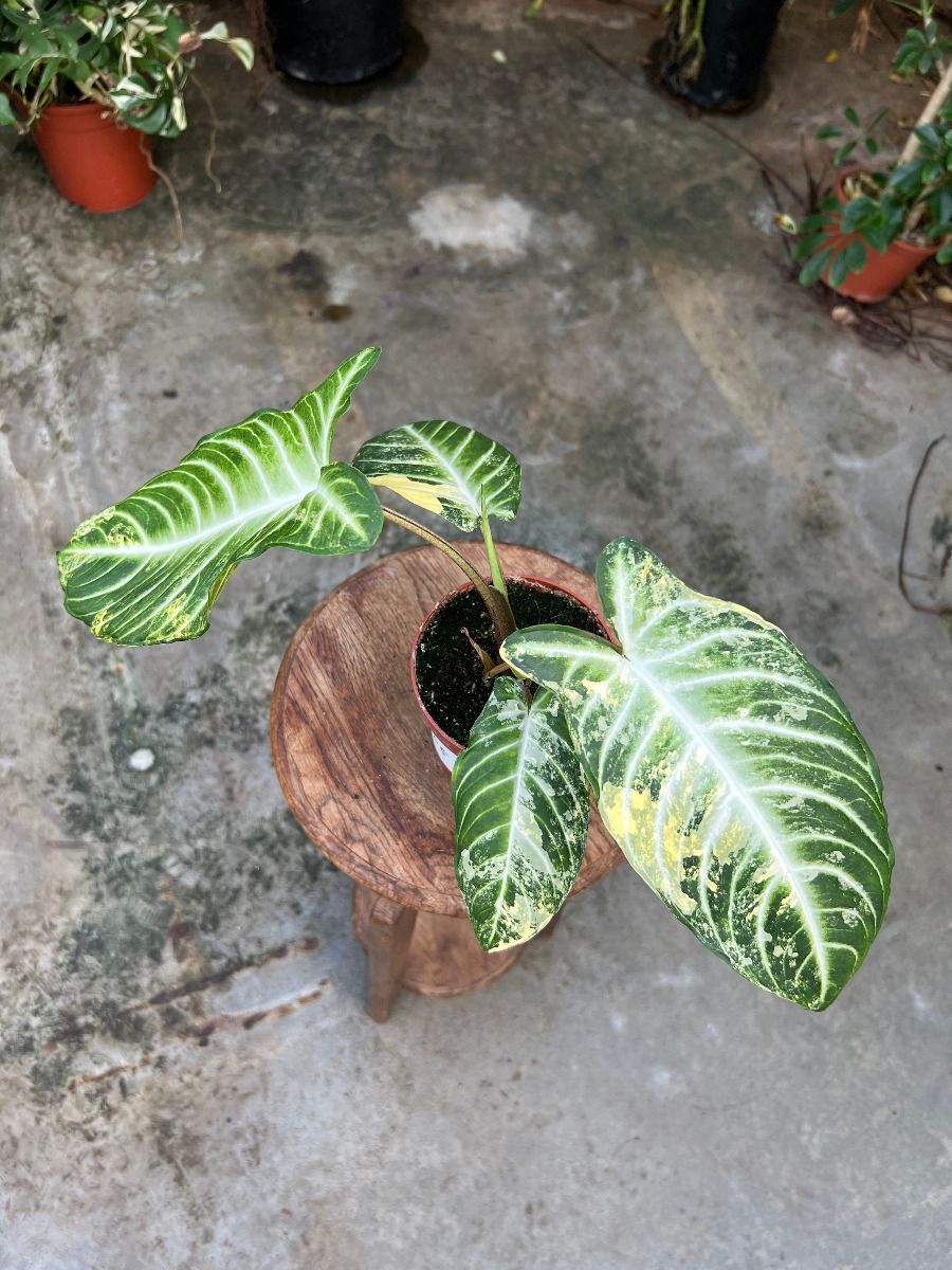 Xanthosoma #005 - Lindenii Variegata