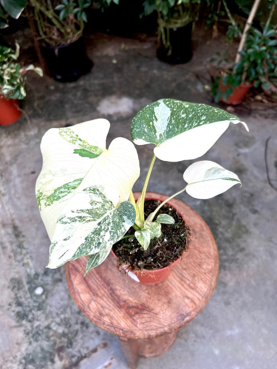 Monstera #007 - Thai Constellation Super White