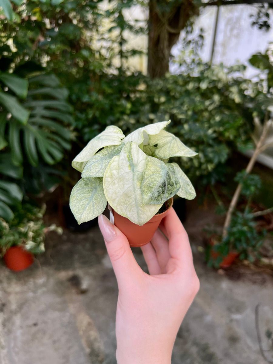 Baby Alocasia #008 - Ninja Mint
