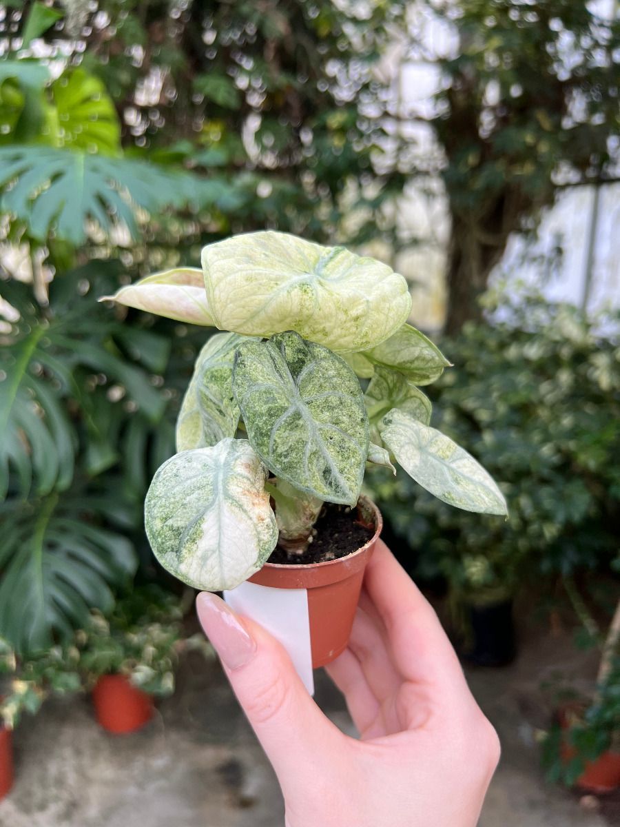Baby Alocasia #009 - Ninja Mint