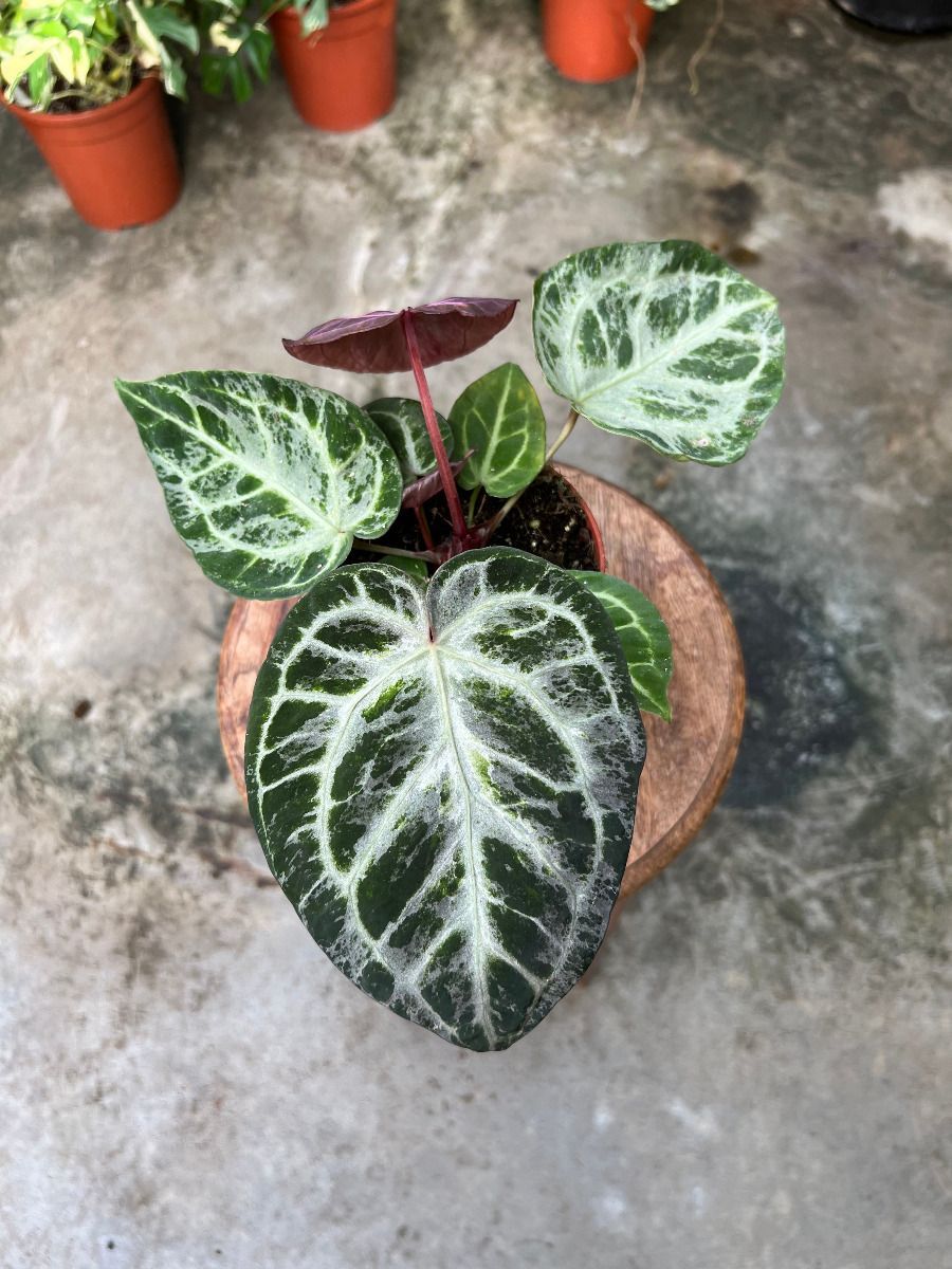 Anthurium #012 - Silver blush mint