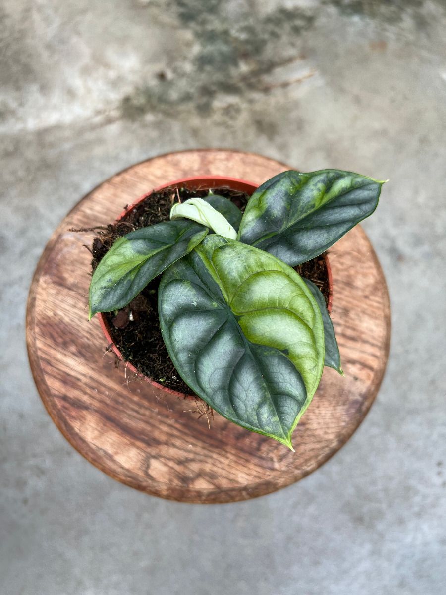 Alocasia #014 - Silver Dragon Variegata