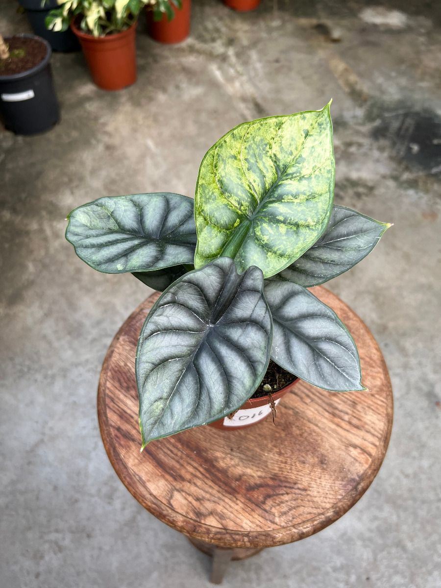 Alocasia #016 - Silver Dragon Variegata
