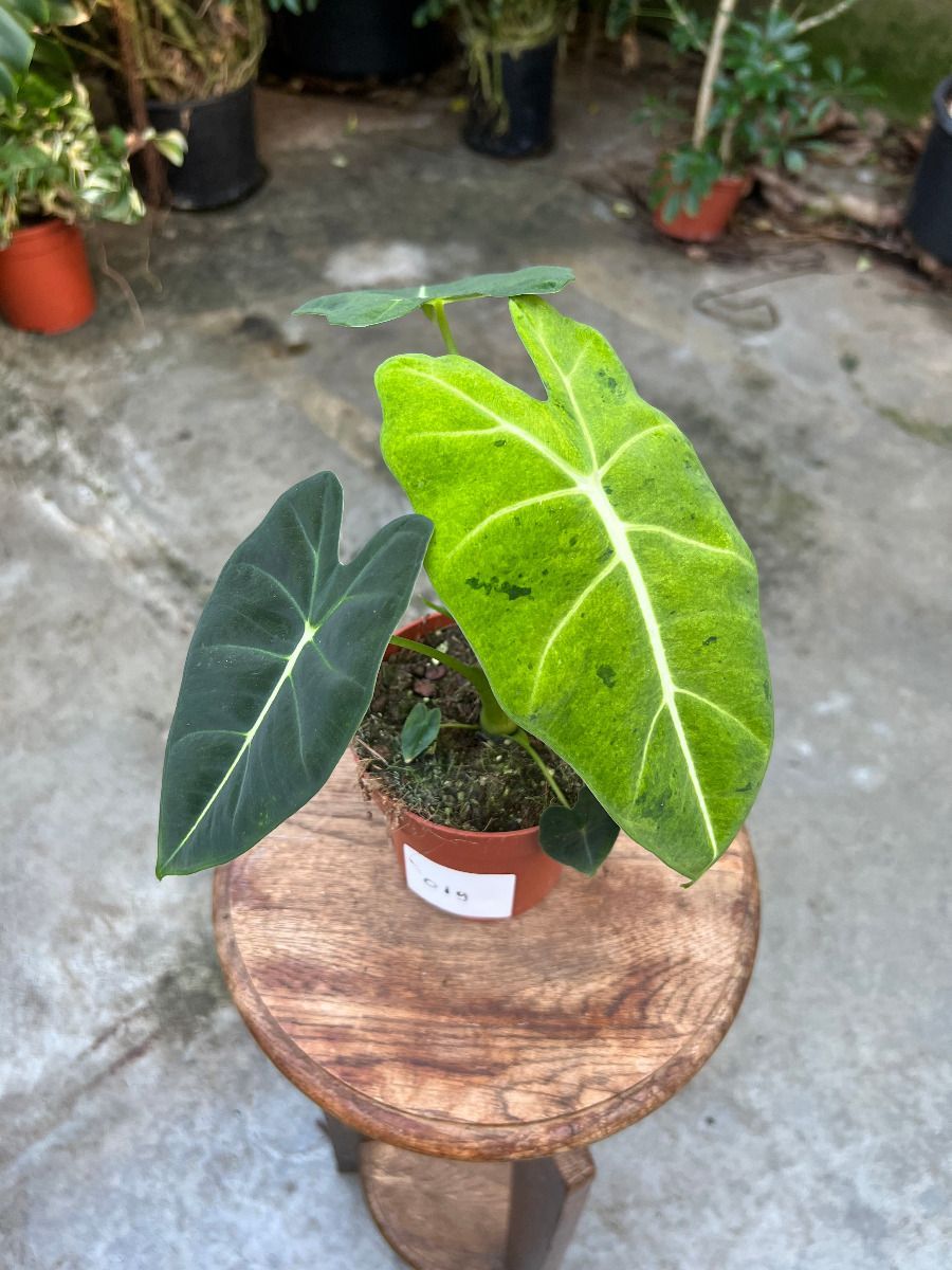 Alocasia #019 - Frydek green on green