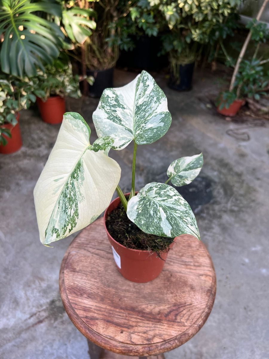 Monstera #021 - Thai Constallation Crème Brûlée