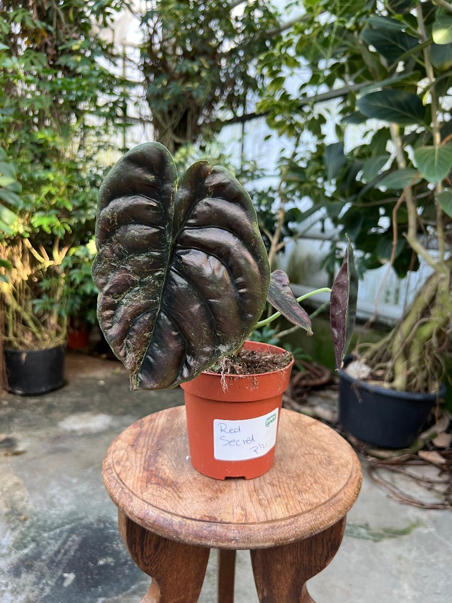 Alocasia #024 - Red Secret Variegata