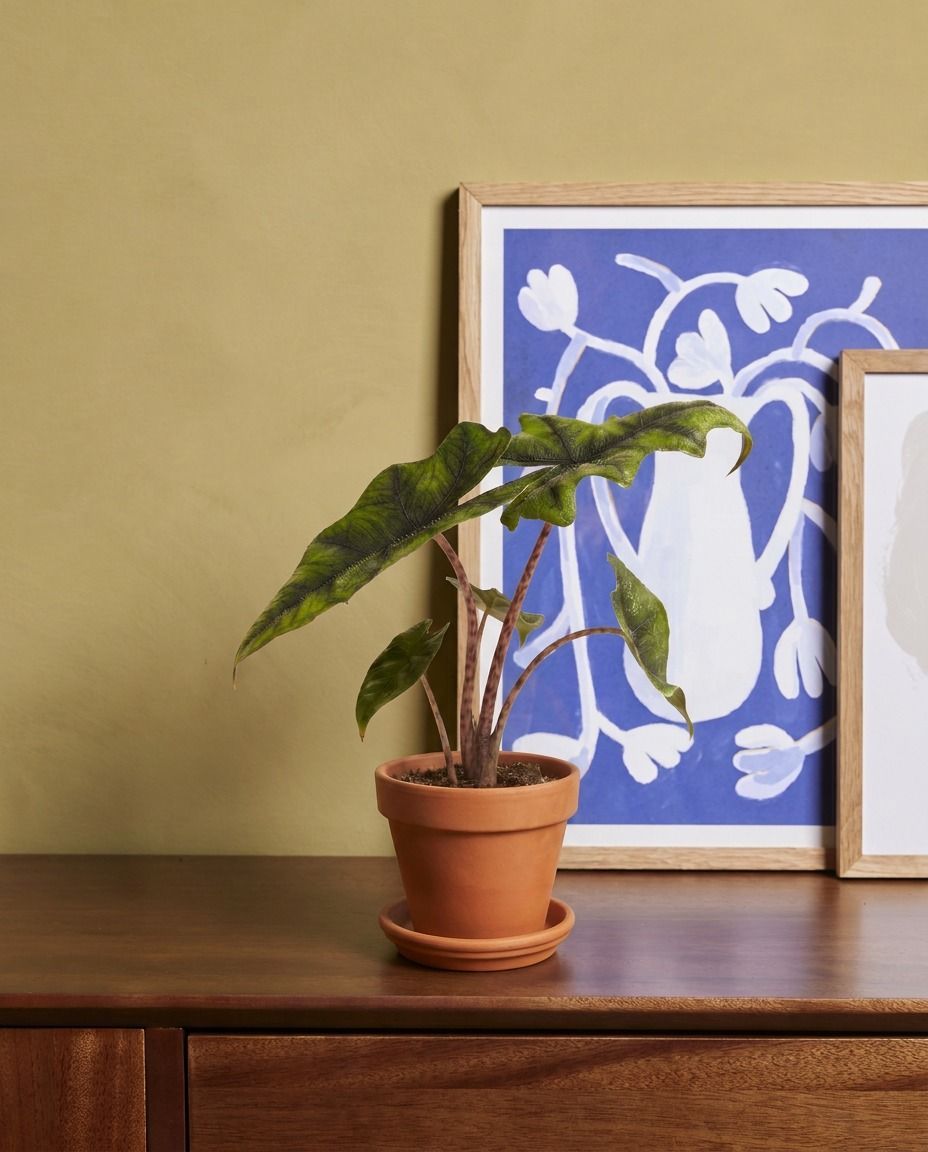 Baby Alocasia Elephant Ears Jacklyn