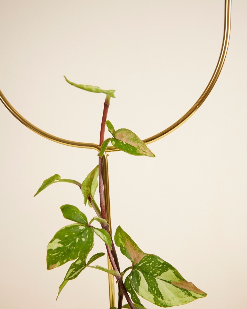 Arch Plantstake 70 cm