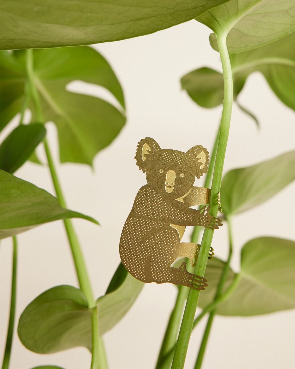 Kasper Koala Plant buddy