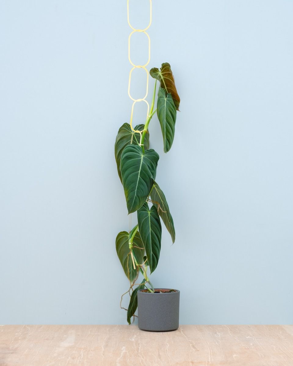 Plant Ketting Messing