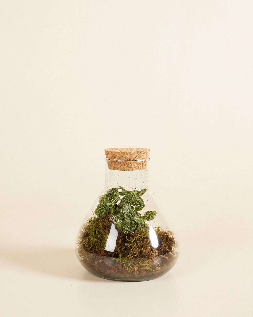 Emily Terrarium Starter Kit