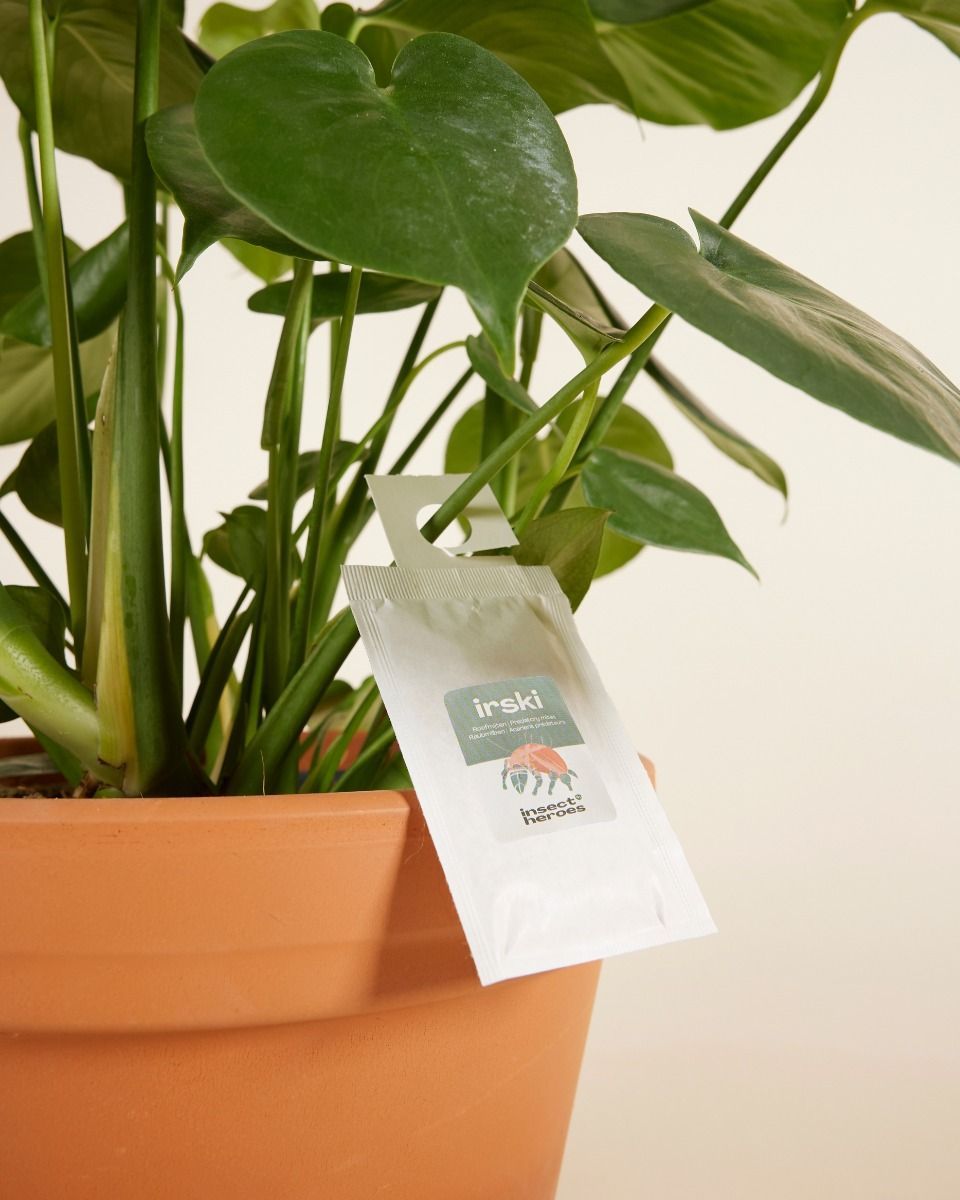 Lutte biologique : thrips Irski (set of 5)