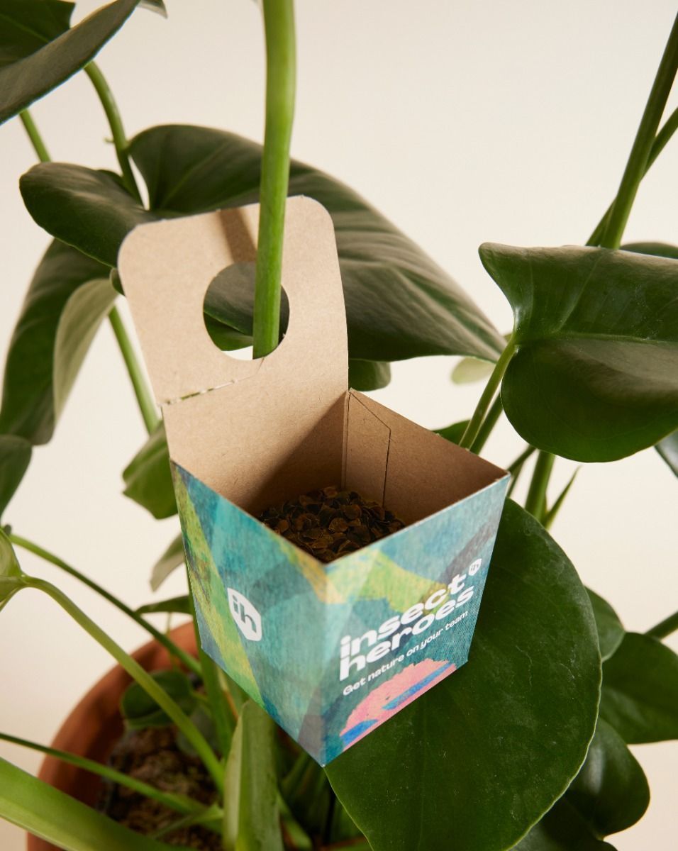 Lutte biologique : cochenilles farineuses Crypto