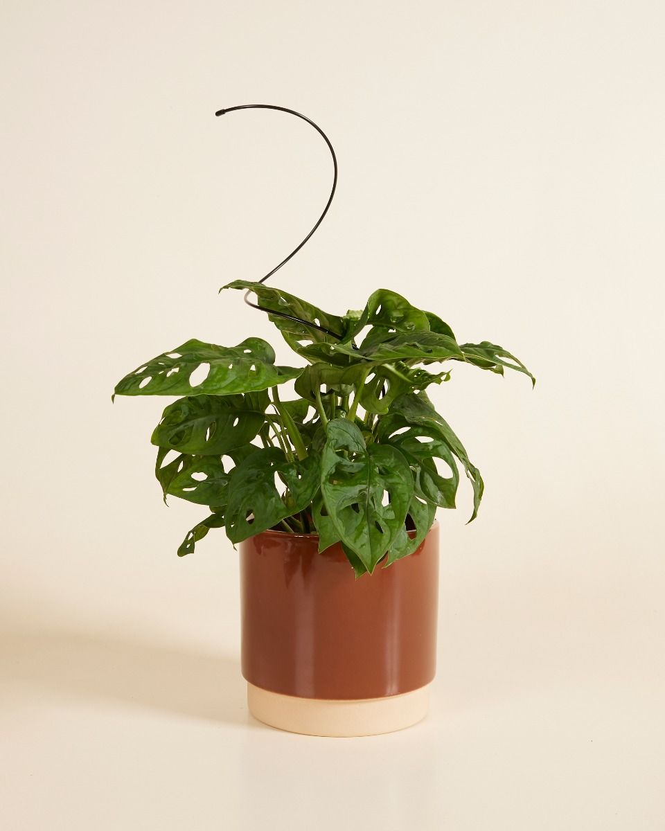Tuteur de Plante Spiral Noir 47 cm