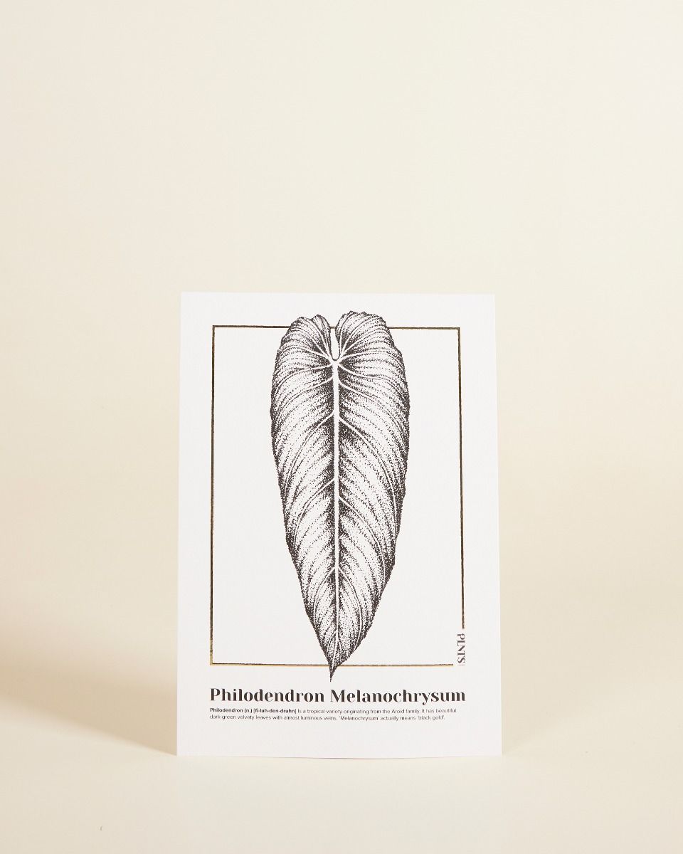 Philodendron Melanochrysum Poster 350g premium A5 paper