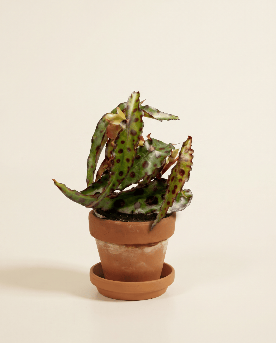 Bebé Begonia Begonia de lunares Amphioxus