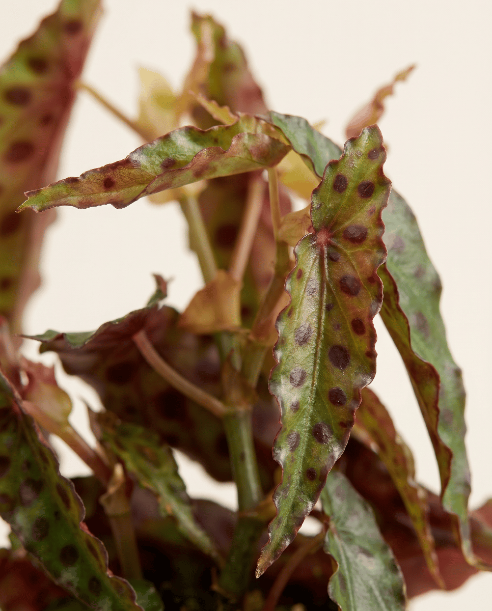 Bebé Begonia Begonia de lunares Amphioxus
