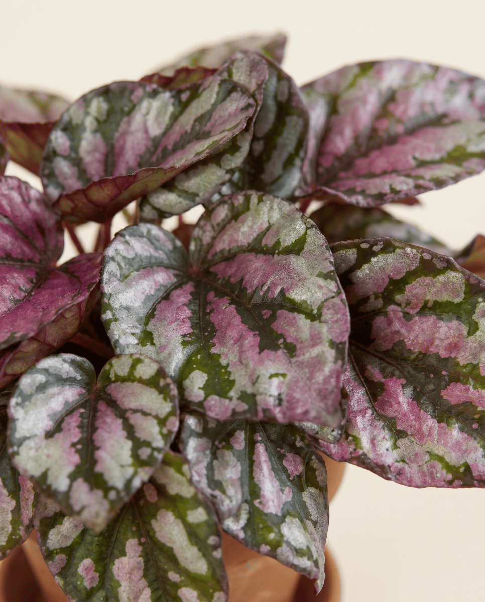 Baby Begonia Schiefblatt Rex Hugh McLauchlan