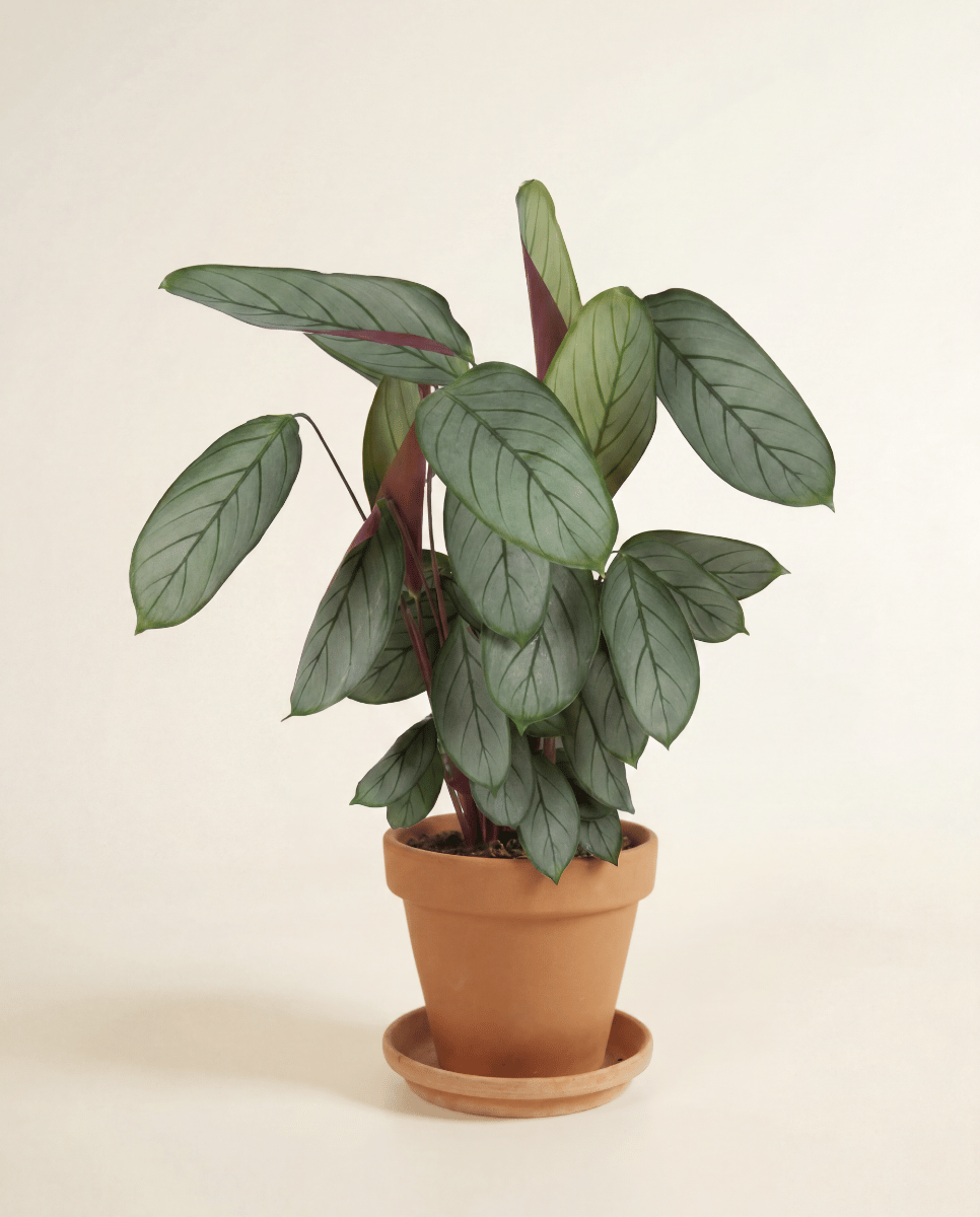 Calathea Plante paon Silverstar