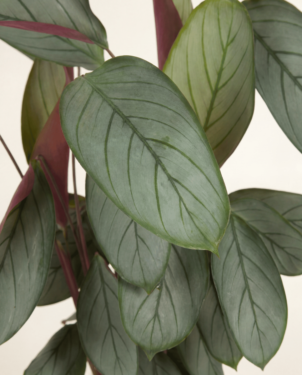 Calathea Plante paon Silverstar
