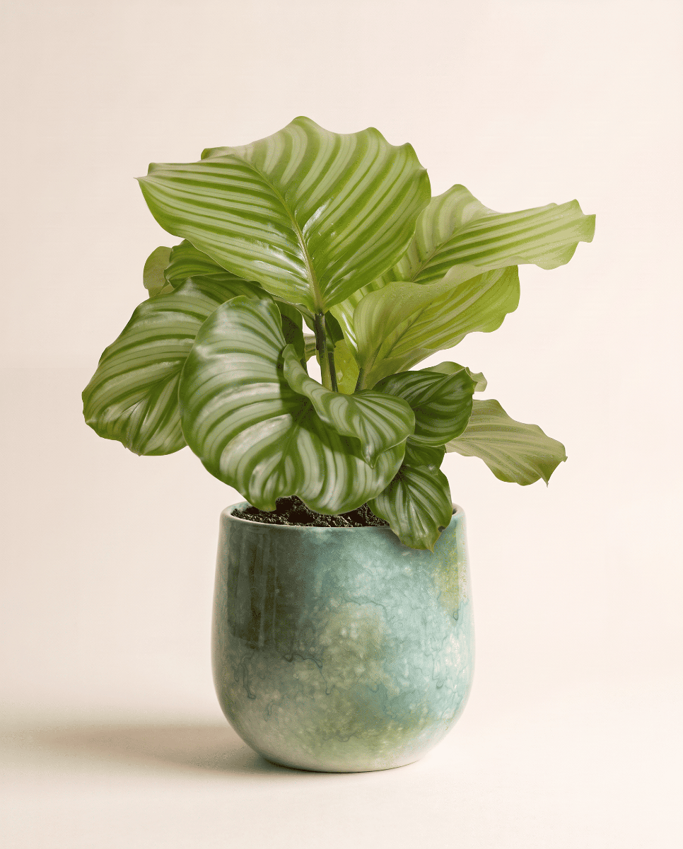 Hugo Pot Green Ø 16 cm
