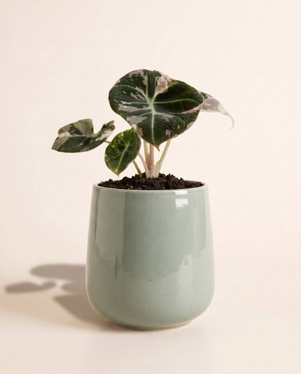 Baby Amber Pot Light Grey Ø 8 cm