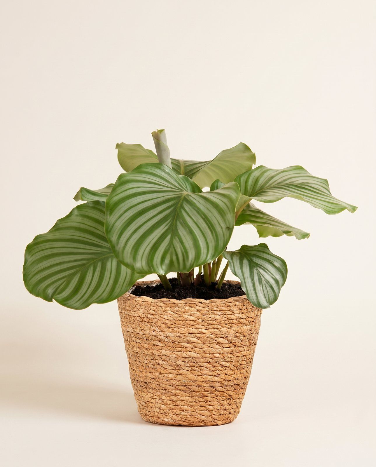 Mand Gaby TW-M Naturel BM Ø 14 cm