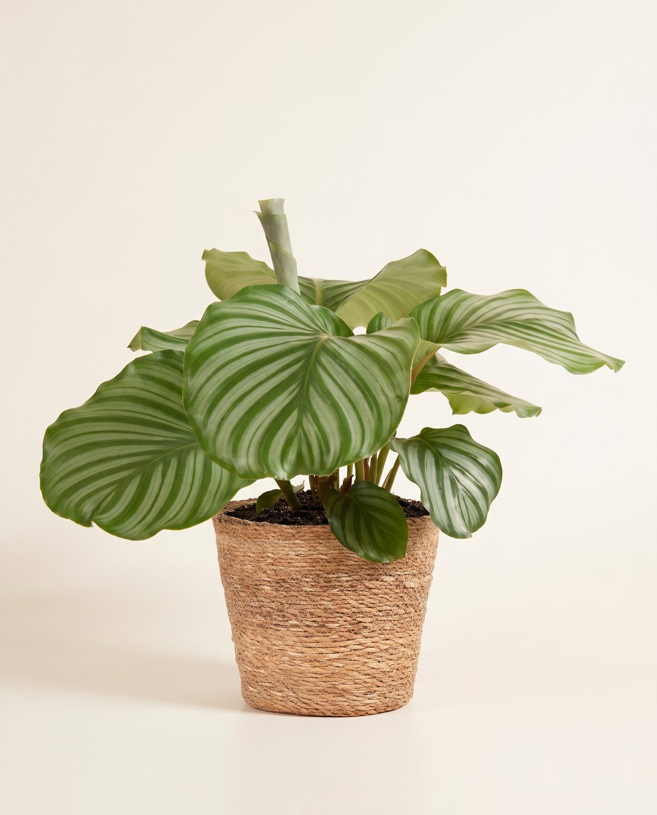 Mand Gaby TW-M Naturel BM Ø 24 cm