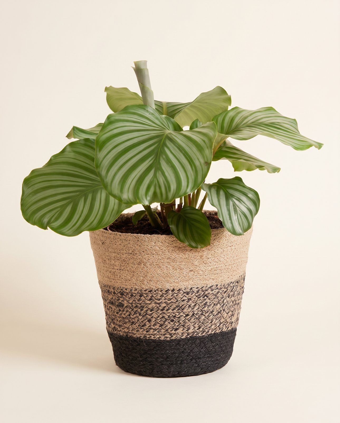 Mand Gaby JT zwart Ø 24 cm