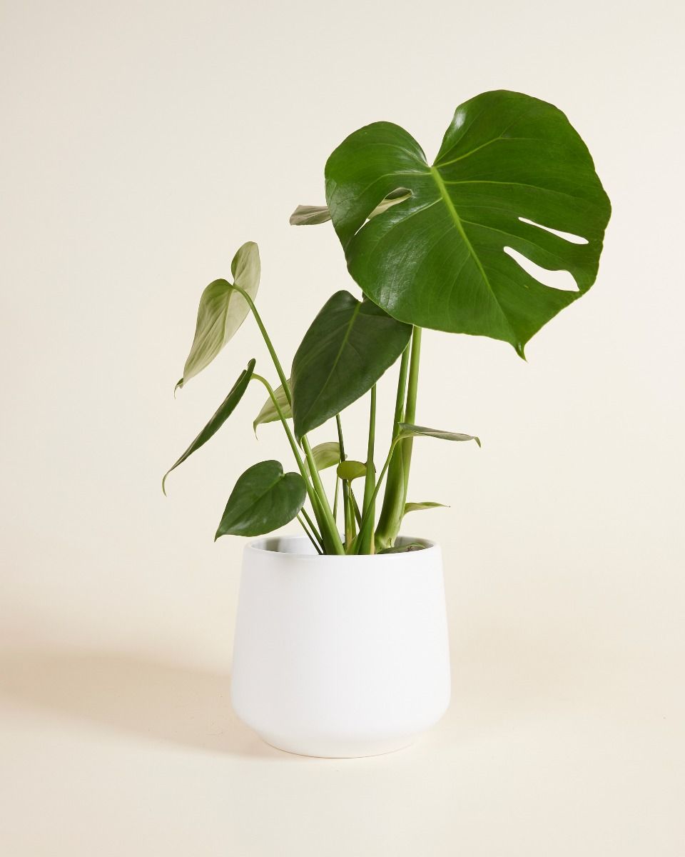 Amber Pot White Ø 17 cm